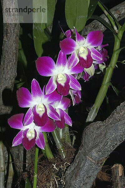 Purple orchids on black background