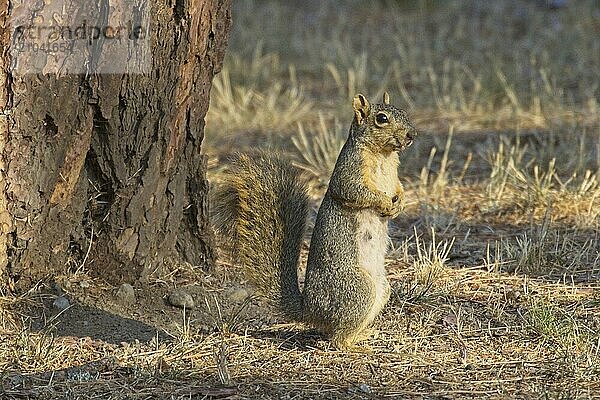 A cute squirrel standing up has the morning light shining on it in north Idaho