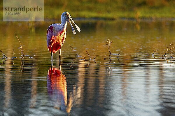 Roseate spoonbill (Ajaia ajaja) Pantanal Brazil