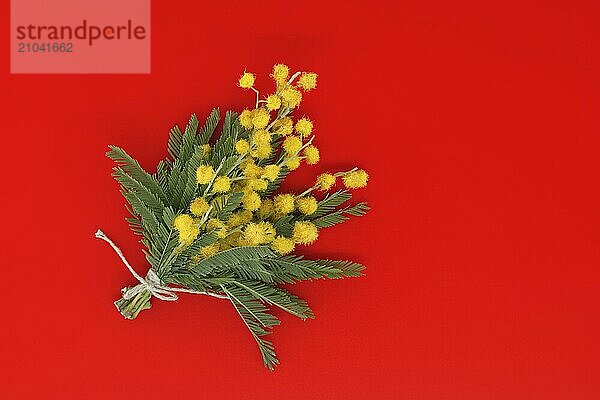 Bouquet of yellow mimosa flowers tied with natural jute twine over red background with free copy space for text  Easter  8 March women's day concept