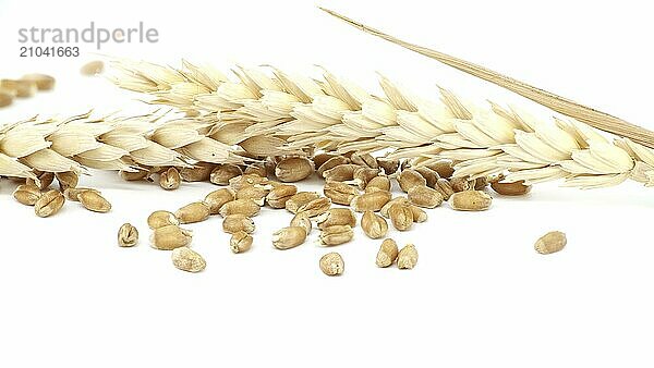 Close-up of ears of wheat and scattered wheat grains isolated on a white background