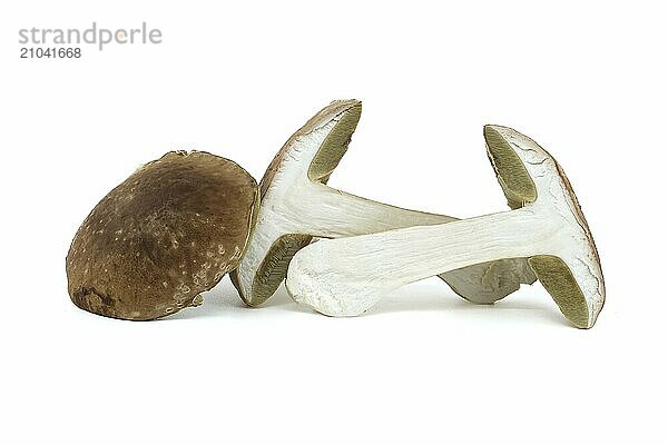 Penny Bun or Boletus edulis  Cep mushroom isolated on white background  edible and can be used as medicinal mushrooms as well