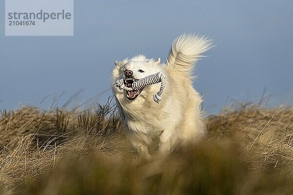 My Icelandic dog playing fetch