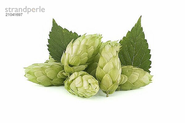 Fresh green hops cones in close up isolated on white background  full depth of field. Humulus lupulus seed cones  beer ingredients  herbal natural medicine