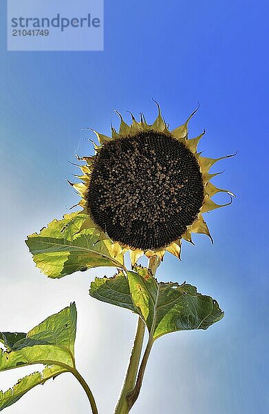 Romania  near Giurgiu in the south of the country  sunflowers ripe for the harvest  Europe