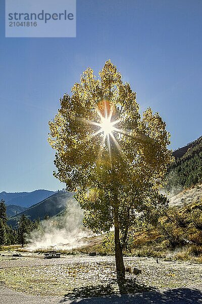 Sun shines through a tree with yellow leaves in autumn at the Kirkham Hotsprings in souhtern Idaho