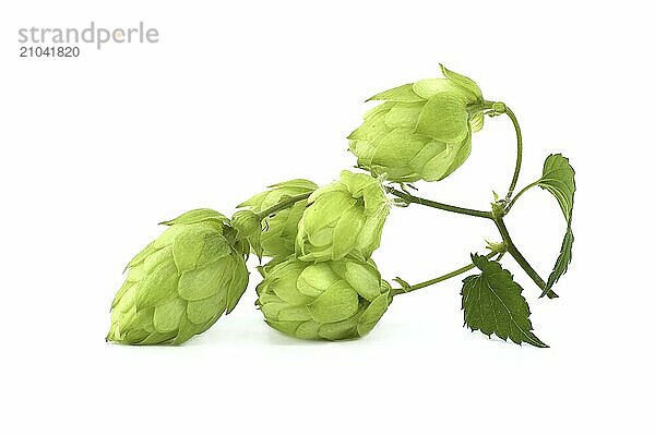 Fresh green hops branch  isolated on a white background. Hop cones with leaf