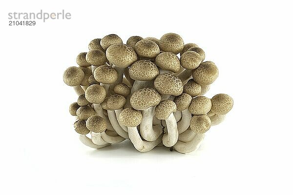 Shimeji mushrooms (Hypsizygus tessellatus) isolated on white background  type of edible mushroom that grows on beech trees