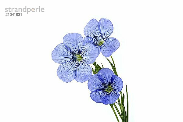 Close-up of a vibrant and beautiful blue flax flowers and plants isolated on white background