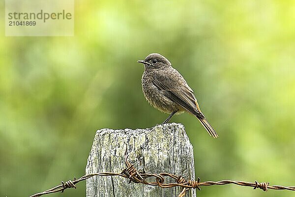 Black redstart (Phoenicurus ochruros) young bird  sitting on wooden post  looking to the left  profile view  barbed wire fence rusted in the foreground  background light green blurred  Carinthia  Austria  Europe