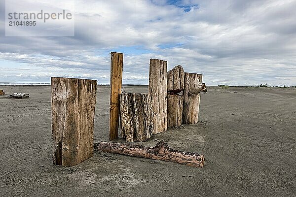 Old logs stand on end in a row on Pacific Beach  Washington