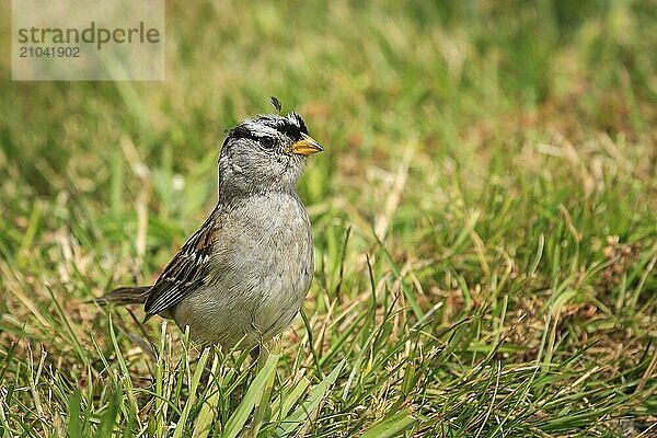 A white crowned sparrow  zonotrichia leucophrys  is walking on the ground in Seaside  Oregon