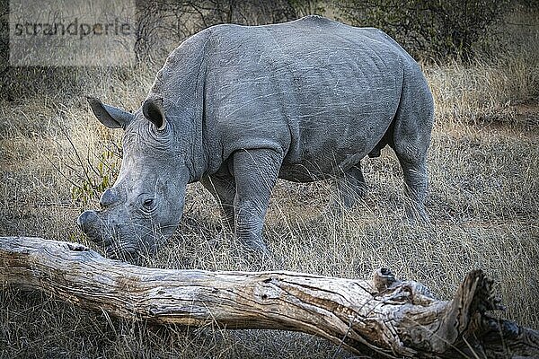 Feeding white rhinoceros (Ceratotherium simum) with sawn-off horn  Anti-Poaching  Balule Plains  South Africa  Africa