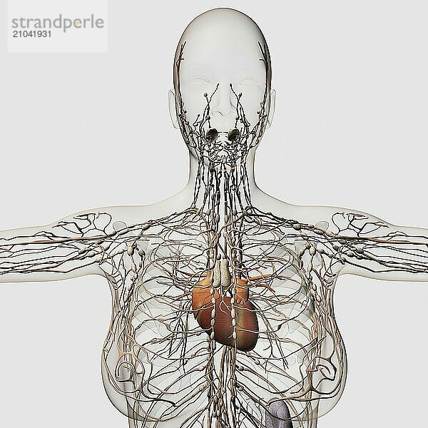 Medical illustration of female lymphatic system with heart at center  front view