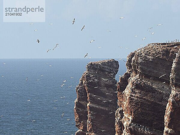 Gannets flying in front of the breeding colony on the island of Heligoland