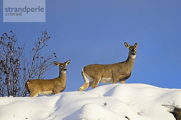 Two white tail deer stand on top of a snow covered hill against a blue sky in north Idaho