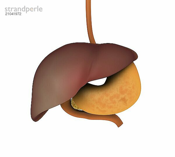 Conceptual image of human digestive system