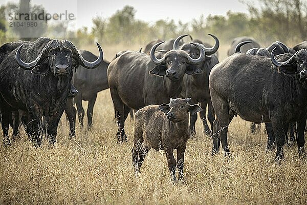 African buffalo (Syncerus caffer)  newborn in front  Balule Plains  South Africa  Africa