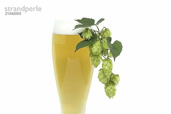 Close up glass of beer with branch hops cones isolated on white background  beer brewing ingredients