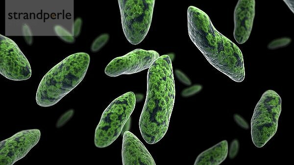 Biomedical illustration of brucellosis  a highly contagious infectious disease