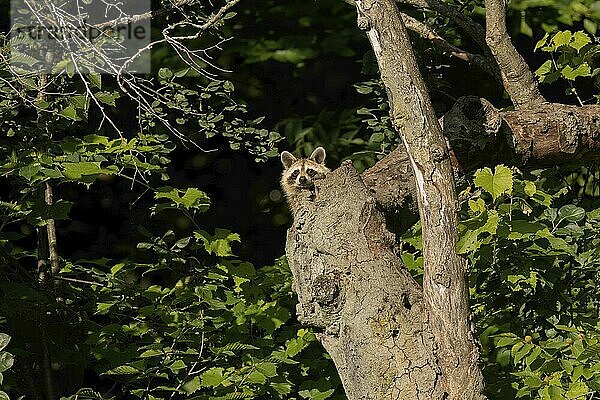 Young northern raccoons on the dry tree