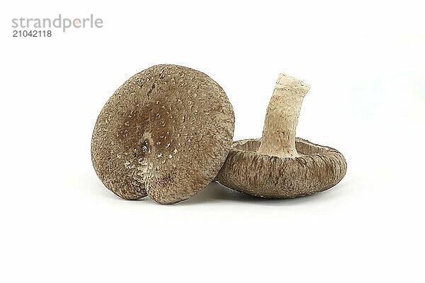 Fresh shiitake mushrooms isolated on white background. Lentinula edodes  medicinal herbs and fungi