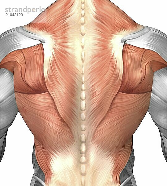 Male muscle anatomy of the human back