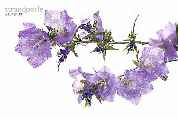 A conceptual photo of purple flowers against a white background