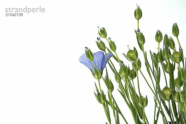 Blue flax blossom and plants with leaves in close up isolated on white background