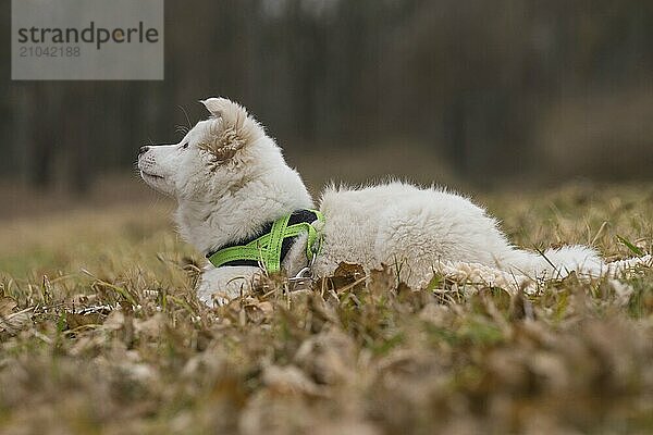 Icelandic dog puppy lying in a meadow