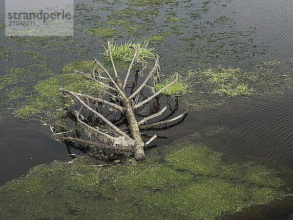 A broken tree crown is stranded in the Saxon Saale