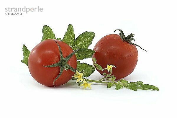 Red tomatoes and branch with green leaves and yellow flowers isolated on a white background