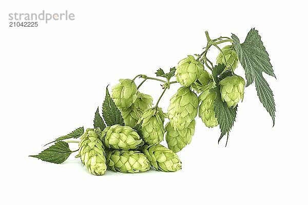 Branch of fresh green hops cones and leaves in close up isolated on white background. Humulus lupulus seed cones  beer ingredients  herbal natural medicine