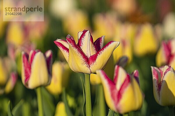 Every year  a colourful tulip exhibition takes place on the edge of the Swabian Alb