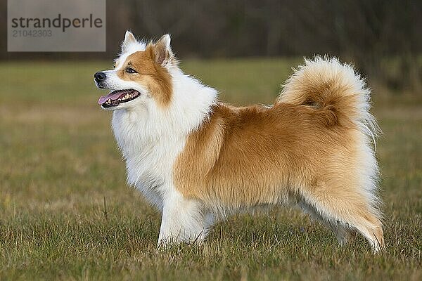 Male dog in show pose