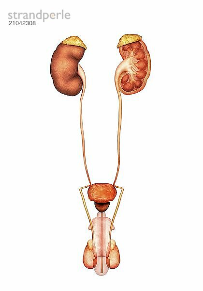 Anatomy of human male urinary system  front view