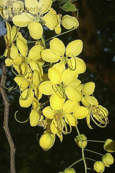 Colourful yellow flowers in Tamil Nadu  South India