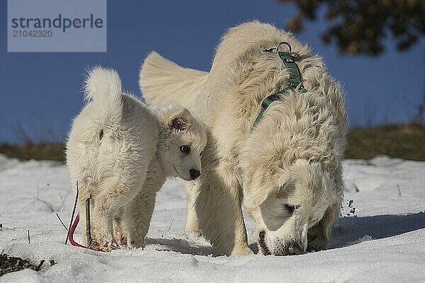 Golden Retriever together with an Icelandic dog puppy