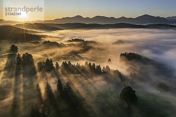 Aerial view of trees in fog in front of mountains  sunrise  summer  view of Benediktenwand and Jochberg  Alpine foothills  Upper Bavaria  Bavaria  Germany  Europe