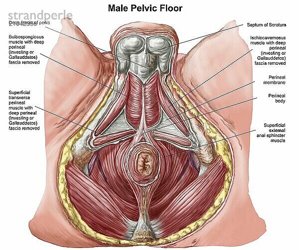 Pelvic floor of human male