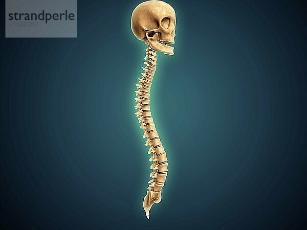 Conceptual image of human skull and spinal cord