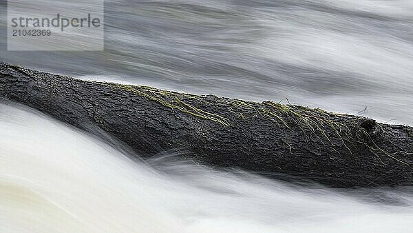 River water crowfoot lying on a tree trunk in the current of the Saxon Saale river