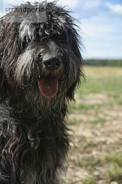 Portrait of a Goldendoodle dog. Fluffy  curly  long  black light brown fur. Intimate family dog. Interested look in nature. Animal photo of a dog