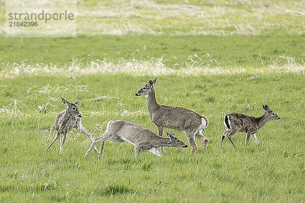 A white tail deer chases another deer around the herd in Newman Lake  Washington