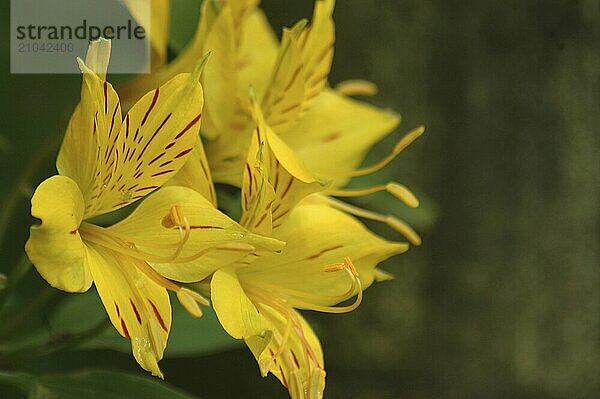 Peruvian lily  the yellow Alstromeria aurantiaca flower