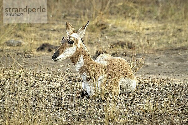 A female pronghorn lays down on the ground in the dry grass in western Montana