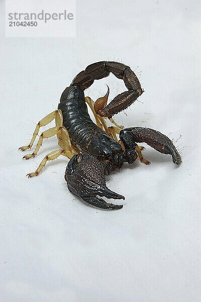 Scorpion from south India  Heterometrus xanthropus or H. fulvipes  on white background