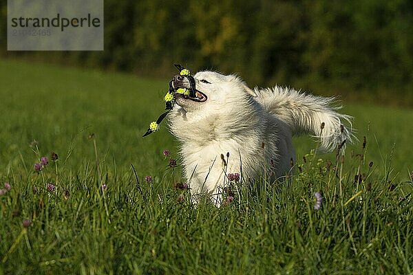 Playing Icelandic dog