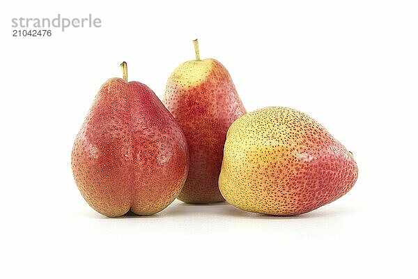 Three fresh ripe pears with stem isolated on white background