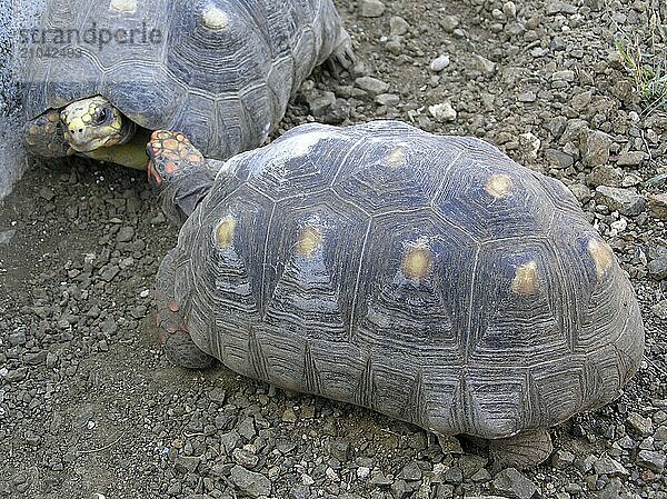 Red-footed tortoise  Geochelone carbonaria  known in Brazil as Jabuti and in Venezuela as Morrocoy  is a tortoise native to South America